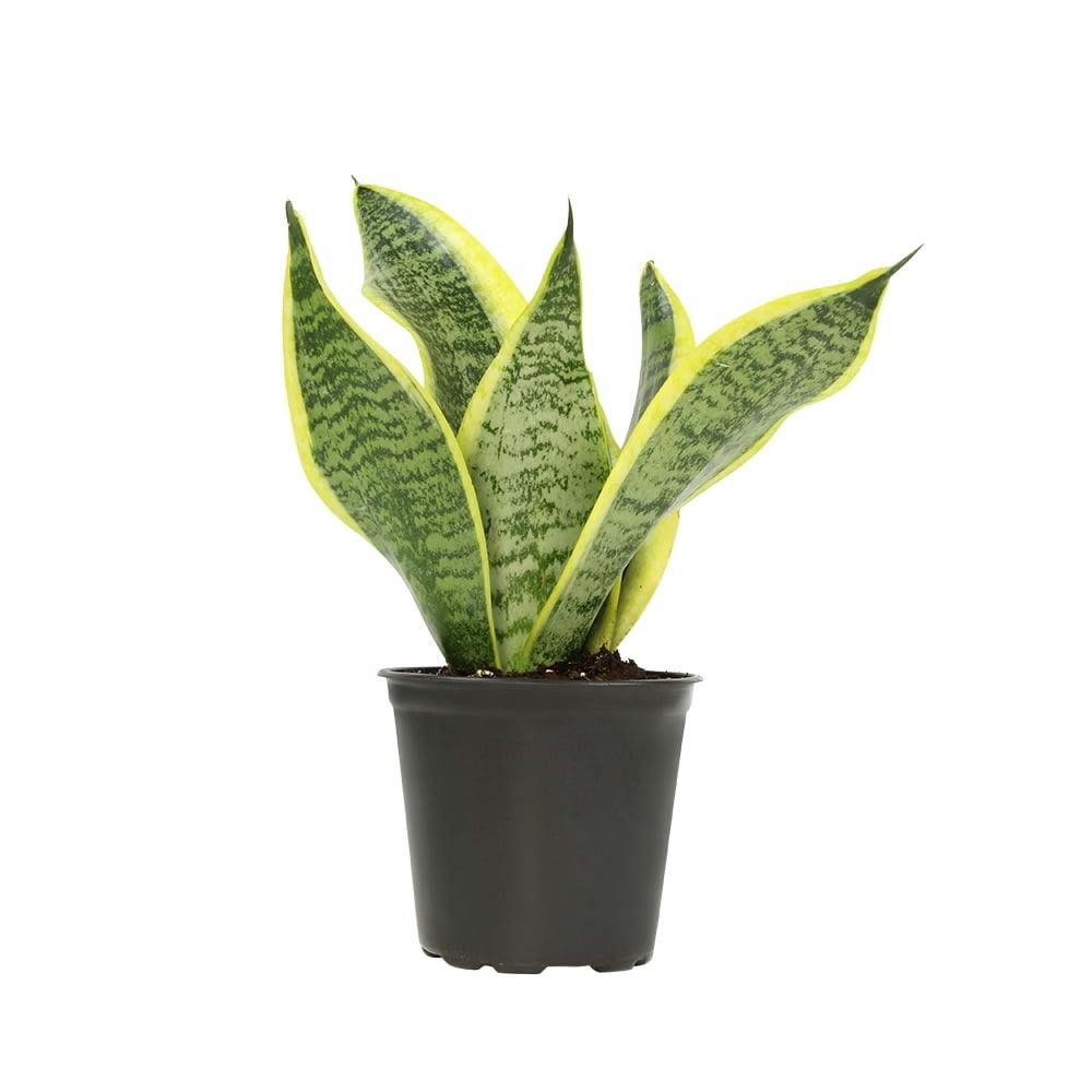 Superba Snake Plant Variety Pack with Yellow-Green Twisted Leaves