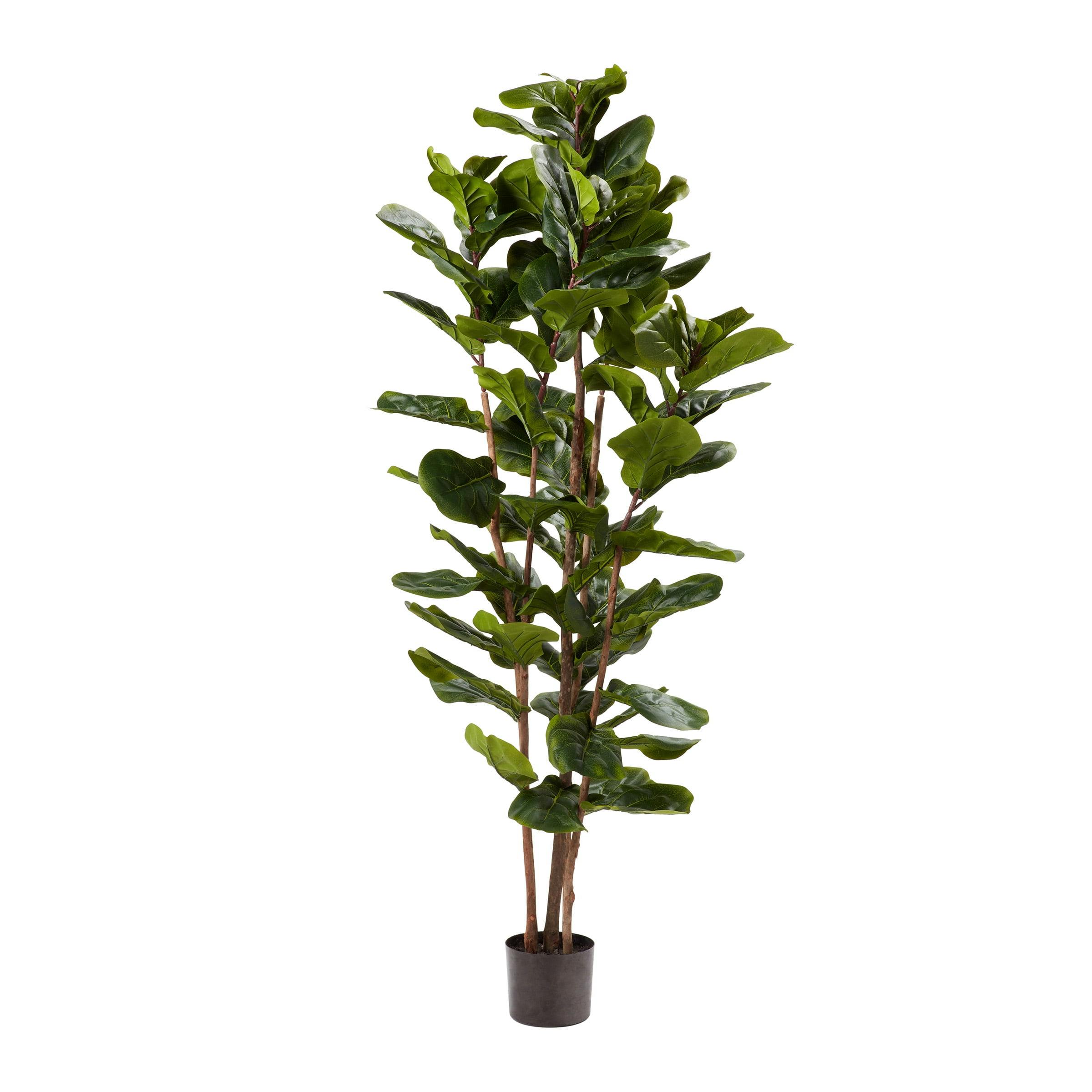 Lush Green 72" Fiddle Leaf Fig Topiary with Lights in Black Plastic Pot