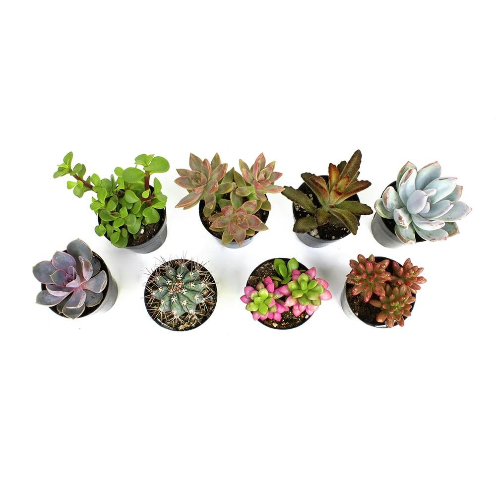 Vibrant Multicolor Mini Succulent Collection, 2.5" Grower Pots, Set of 8