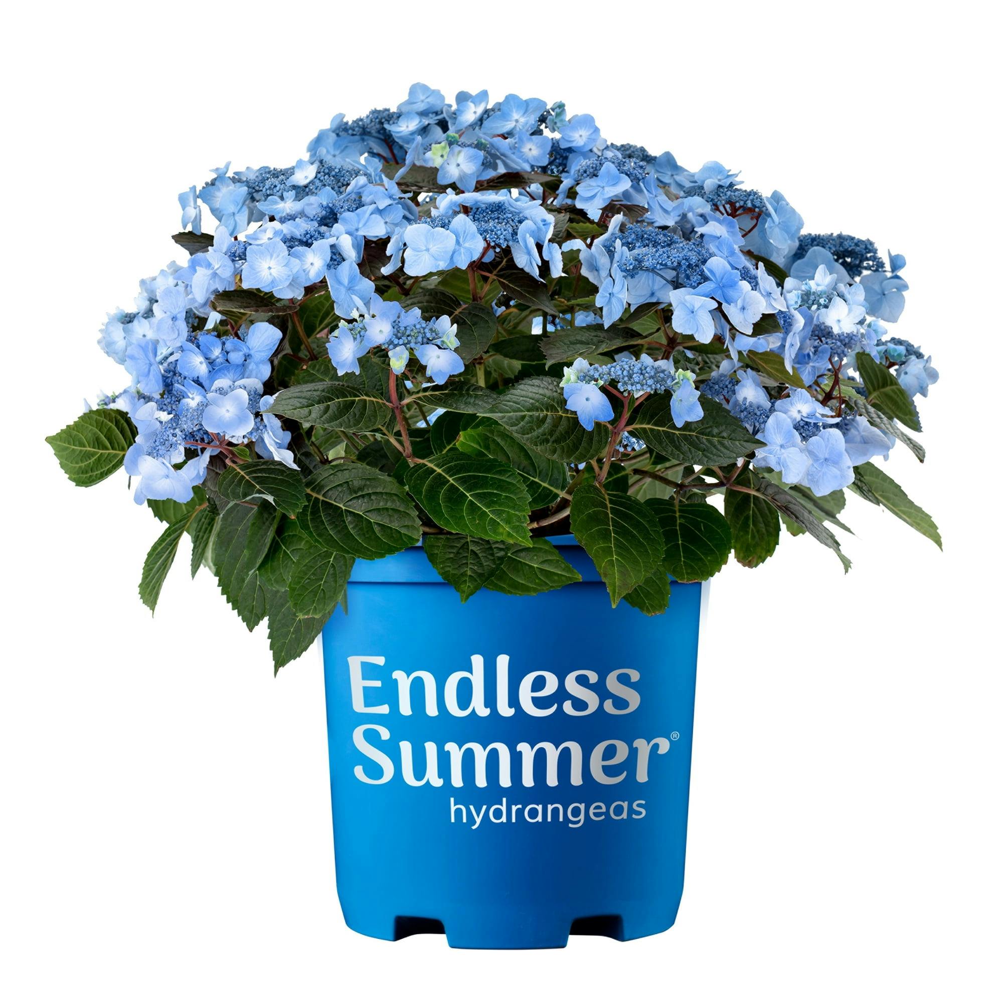 Compact Endless Summer Hydrangea 'Pop Star' - 2 Gallon Blue Lacecap