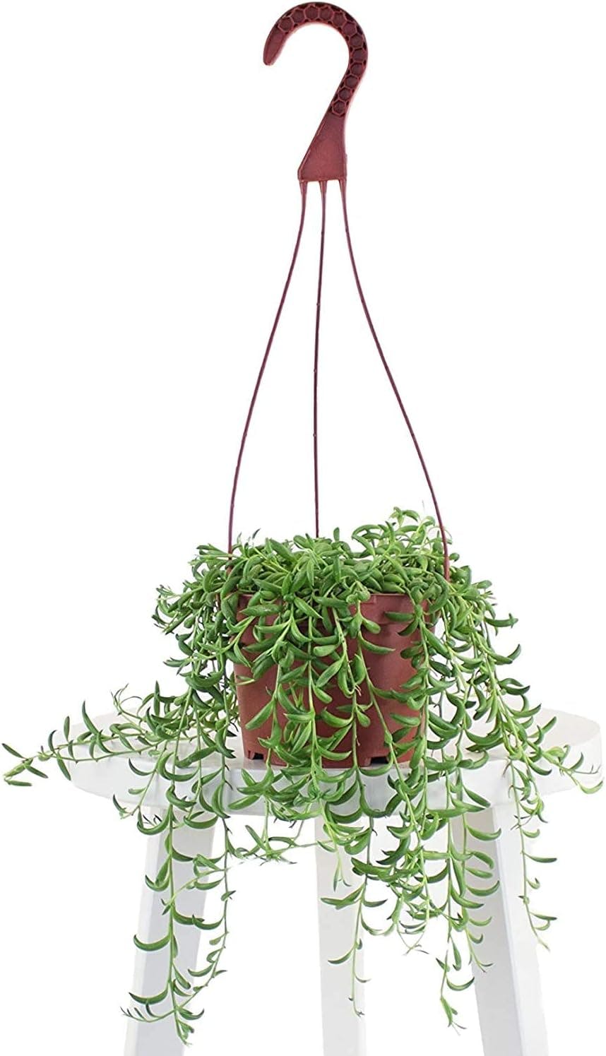 Cascading String of Bananas Indoor Succulent in Natural Pot