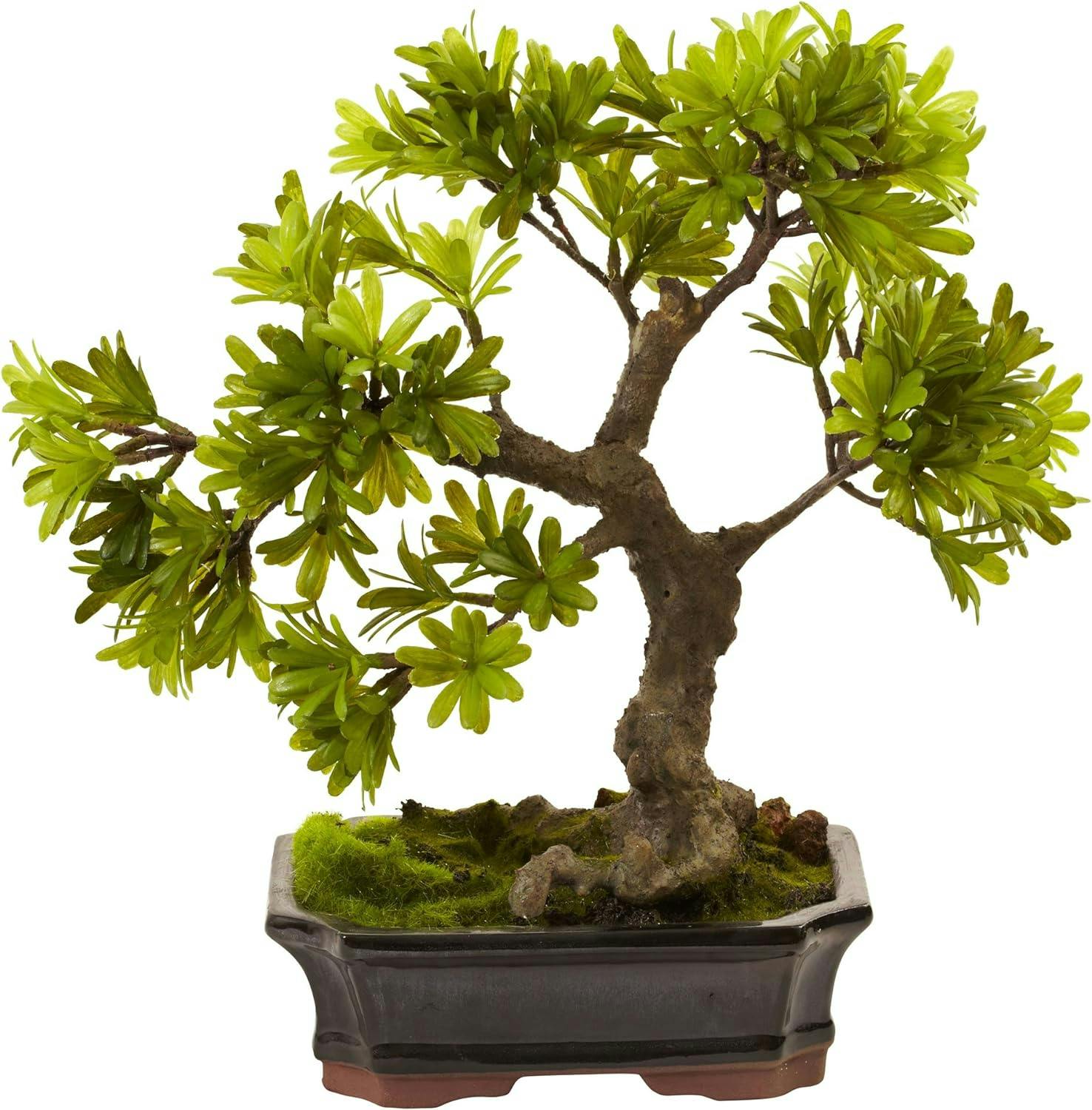 Elegant Green Podocarpus Bonsai in Glazed Planter, 14"