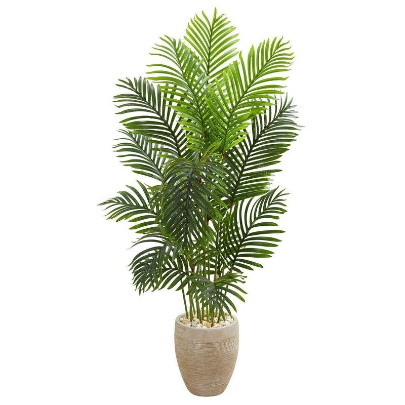 Lush Green 5ft Paradise Palm in Off-White Planter